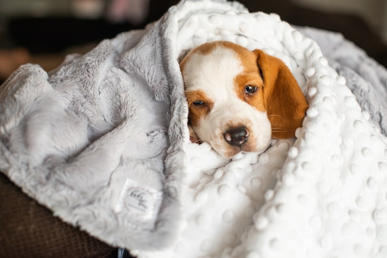 Personalized Gray Hide Print Dog Blanket Gray Paw Print Dog Etsy