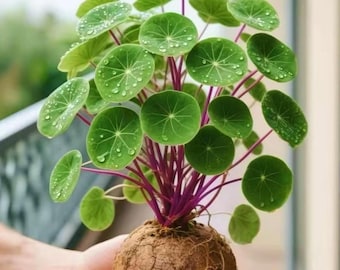 Stephania Erecta Bulb – Rare Caudex Plant for Home & Patio Gardens