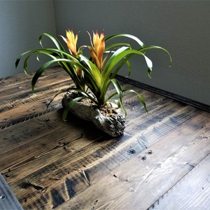 May include: A wooden table top with a natural wood finish. The table top has a rustic look with knots and grain patterns. A potted plant with green leaves and yellow flowers sits on the table top.