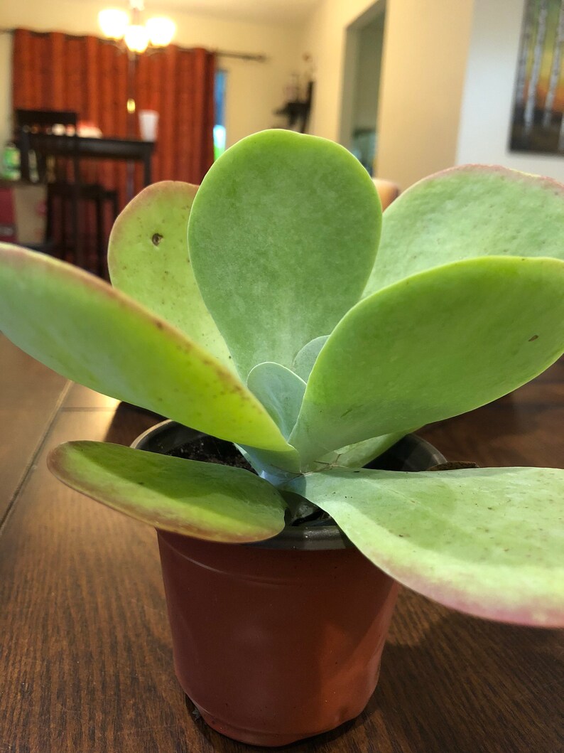 Flap Jack Pallet Plant Kalanchoe Luciae Live Succulent 4 Plant