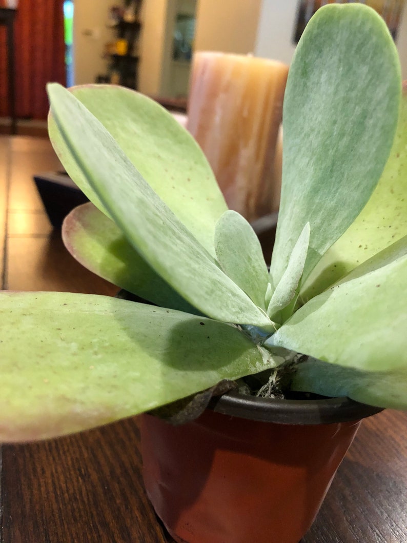 Flap Jack Pallet Plant Kalanchoe Luciae Live Succulent 4 Plant