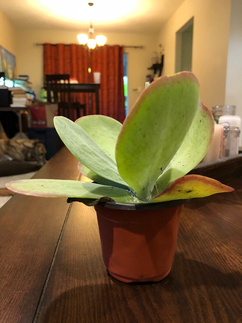 Flap Jack Pallet Plant Kalanchoe Luciae Live Succulent 4 Plant