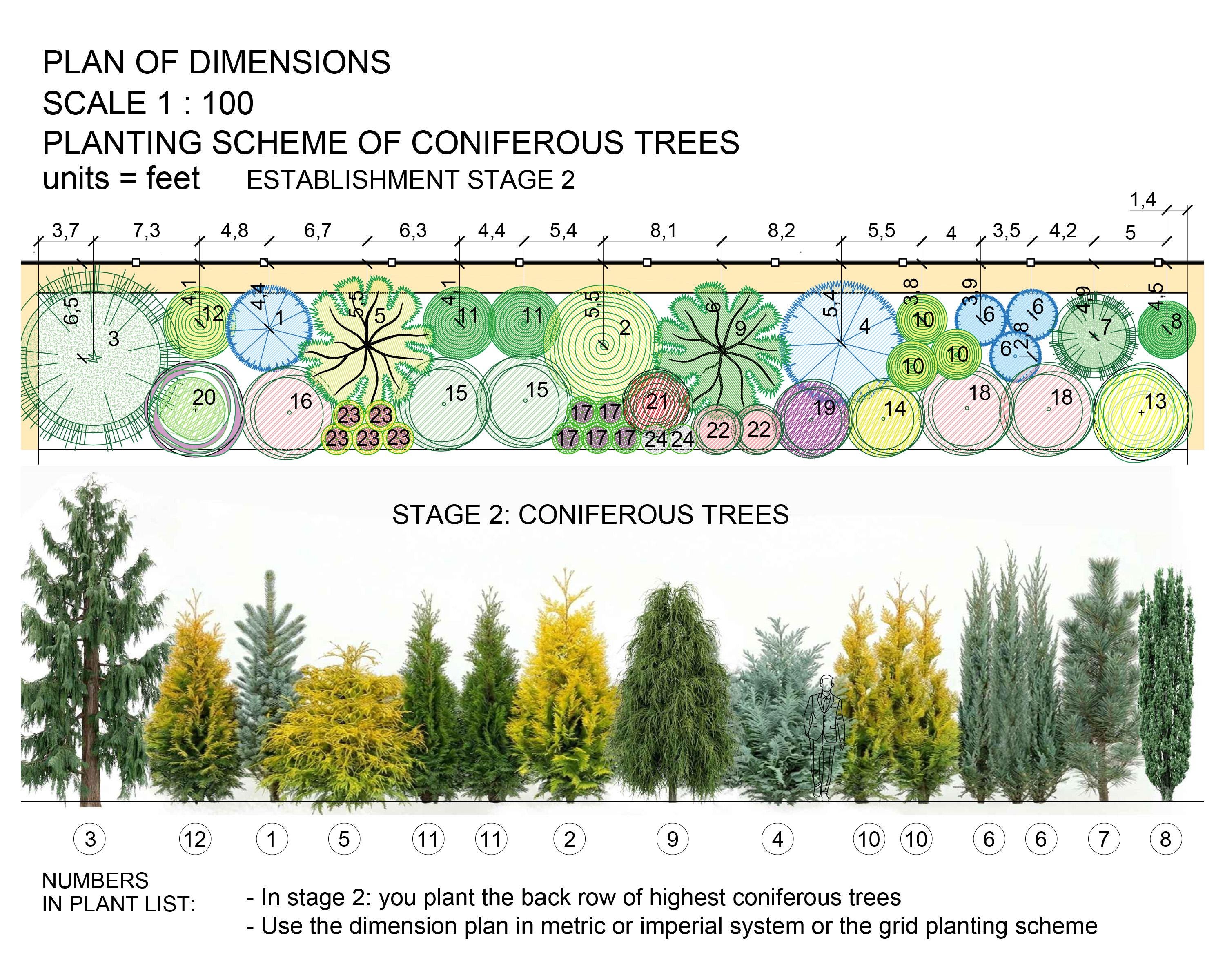Hedge Rendering Plan Evergreen Hedge Preplanned Design Plan: Premade Plan PDF - Landscape ...