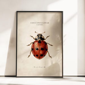Puede incluir: Una lámina enmarcada con una ilustración detallada de una mariquita centrada sobre un fondo crema. El texto COCCINELLIDAE (LADYBIRD) aparece en la parte superior y caracteres japoneses están impresos en la parte inferior de la obra.