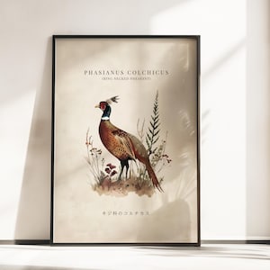 May include: A framed wall art print featuring a detailed illustration of a ring-necked pheasant. The bird has a dark head, white neck ring, and brown patterned feathers. Text reads PHASIANUS COLCHICUS (RING NECKED PHEASANT) and Japanese characters.
