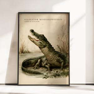 Könnte beinhalten: Ein gerahmter Wandkunstdruck mit einer detaillierten Illustration eines amerikanischen Alligators mit geöffnetem Maul. Der Text ALLIGATOR MISSISSIPPIENSIS (AMERICAN ALLIGATOR) ist oben aufgedruckt. Der Alligator ist in einem natürlichen Lebensraum.