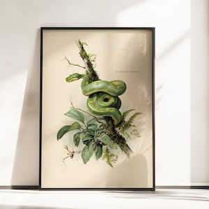 May include: A framed botanical print depicting a bright green snake coiled around a tree branch. The snake is the central element, with detailed scales and a striking pose. Lush green foliage and the text "MORELIA VIRIDIS" complete the artwork.