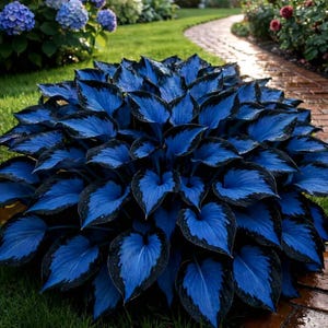 Rare Blue Hosta Seeds 210+ | Perennial Shade Garden Flowers
