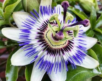Passionflower - Restful tea for relaxation and sleep.