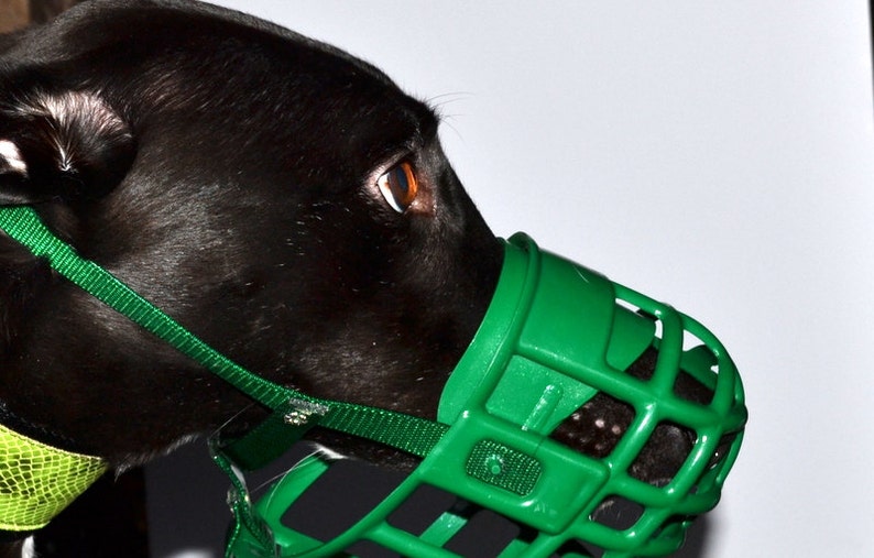 Greyhound kennel Muzzle Etsy