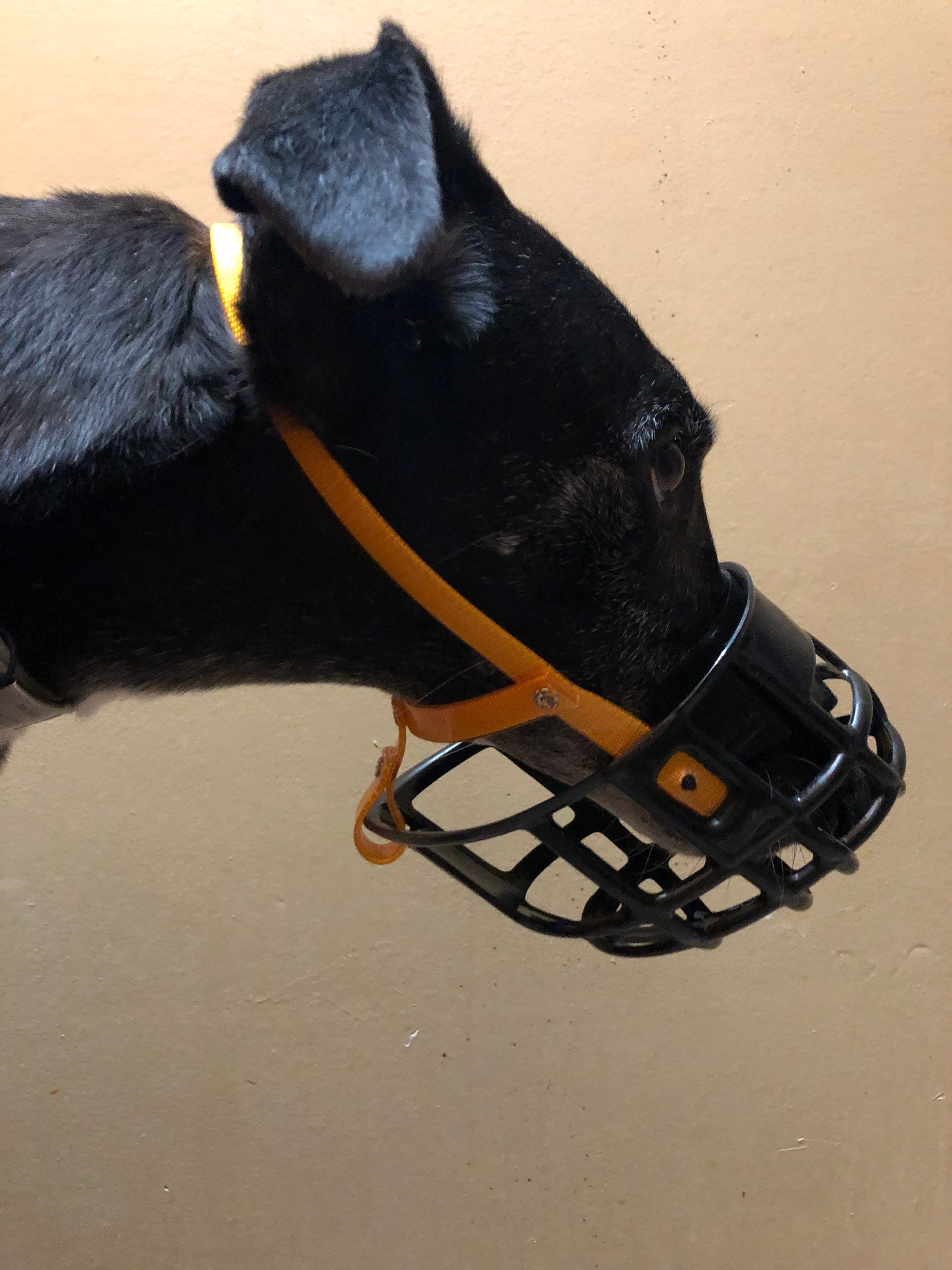 greyhound basket muzzle