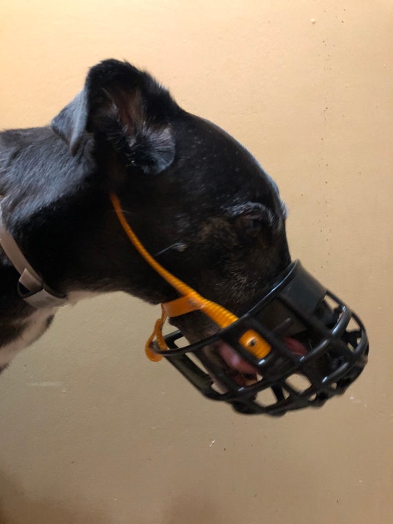 kennel muzzle
