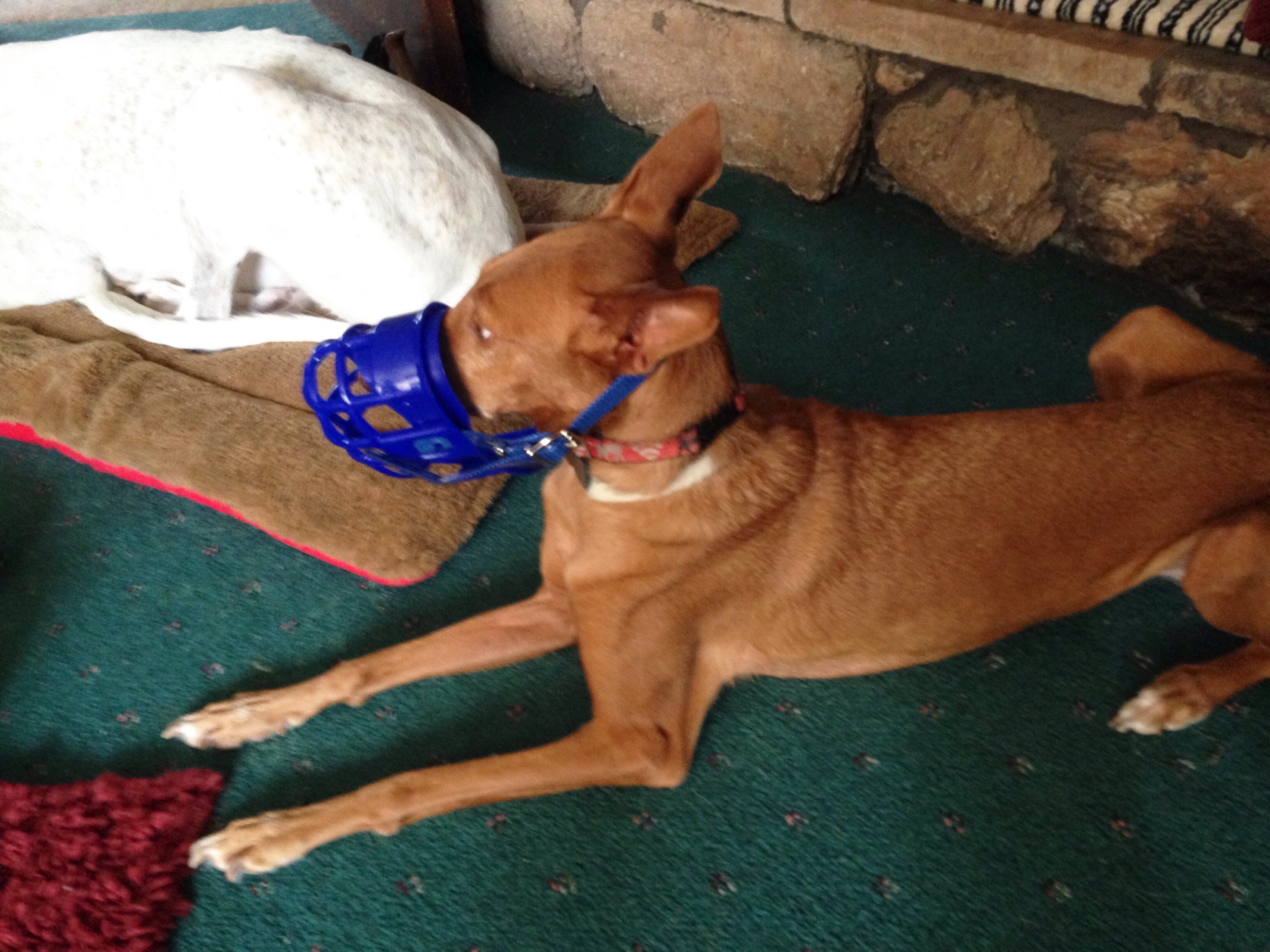 Greyhound Kennel Muzzle Etsy