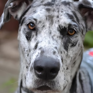 Merle Dane Puppy Wallpaper Bundle | Desktop, Tablet, Phone Backgrounds (PNG Download)