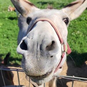 May include: A close-up view of a light gray donkey face with large ears and dark eyes. The donkey is wearing a worn, reddish-brown leather halter with metal hardware. The animal is positioned behind a wire fence, looking directly at the camera.