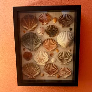 May include: A framed display of various seashells in shades of brown, tan, and white. The shells are arranged on a neutral background within a black frame, creating a coastal theme. The frame is rectangular and hangs on a peach-colored wall.