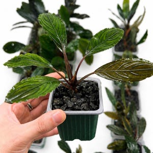 Peut inclure: Une petite plante aquatique aux feuilles lancéolées, texturées et vert foncé avec des tiges rougeâtres, plantée dans un pot carré en plastique vert rempli de gravier noir. Plusieurs plantes identiques sont disposées en arrière-plan.