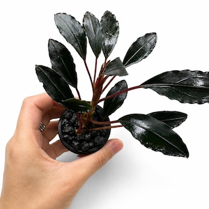 May include: A small aquatic plant with dark, glossy, lance-shaped leaves and reddish stems, potted in a black plastic container filled with dark gravel. The plant features a compact structure with multiple stems radiating from the center base.