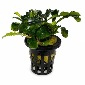 Pode incluir: Uma planta aquática verde-escura com folhas onduladas e texturizadas crescendo num vaso de rede de plástico preto. As raízes da planta são visíveis dentro do vaso, rodeadas por um meio de cultivo fibroso claro, sobre um fundo branco.