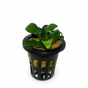 May include: A small aquatic plant with dark green, oval-shaped leaves growing out of a black plastic net pot. The base of the plant is secured within the pot using a light brown, fibrous rockwool medium, which is visible through the grid openings.