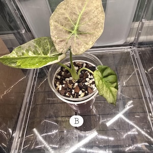 Alocasia Regal Shield Corms - Etsy