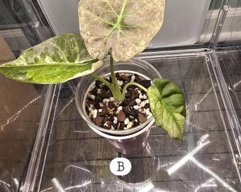 Regal Shield Albo Variegated Alocasia Corm A85 HUGE - Etsy