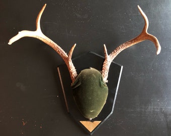 Mounted antlers | Etsy