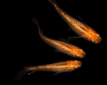 Médaka, poisson-riz, œufs, Lacris Long Fin