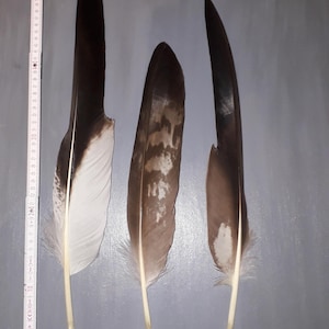 Puede incluir: Tres plumas de ave grandes dispuestas verticalmente junto a un metro plegable blanco. La pluma 1 es negra y blanca, la pluma 2 es marrón con patrones moteados y la pluma 3 es marrón y blanca. Cada pluma tiene un cálamo claro en la base.