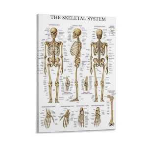 Diagram över skelettsystemets analys - Mänsklig skelettanalys Väggkonst Bild Målning Poster Canvastavla Konstverk Sovrum Vardagsrumsinredning
