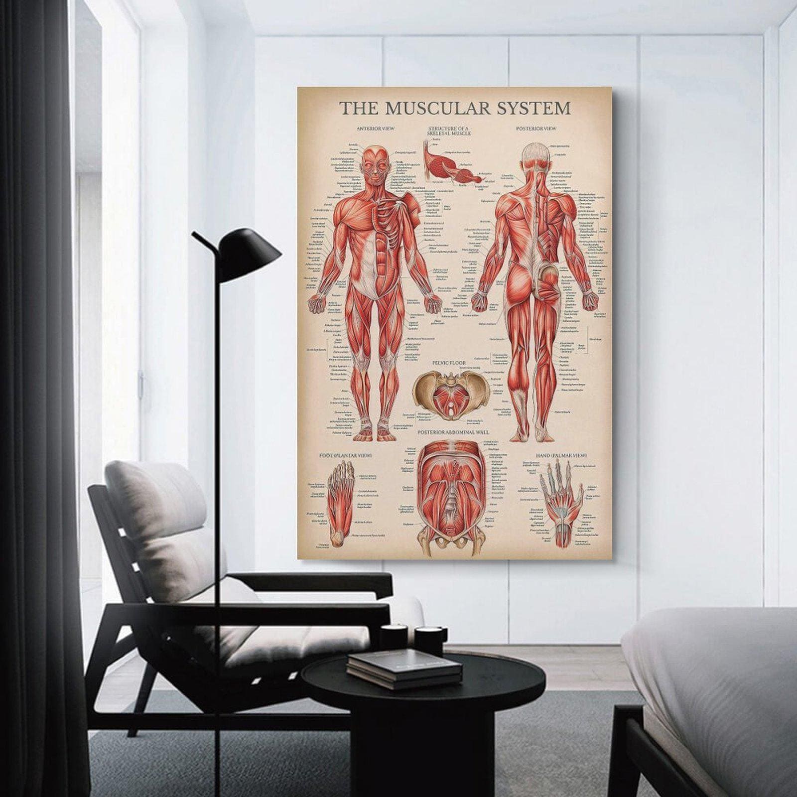 Muscular System Anatomical Chart - Human Muscle Anatomy Wall Art ...