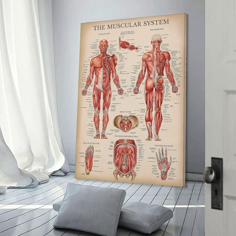 Muscular System Anatomical Chart - Human Muscle Anatomy Wall Art ...