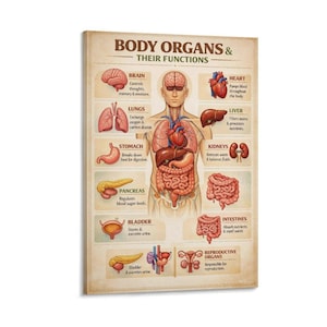 Poster of the functions of human organs Wall Art Picture Painting Poster Canvas Print Artworks Bedroom Living Room Decor