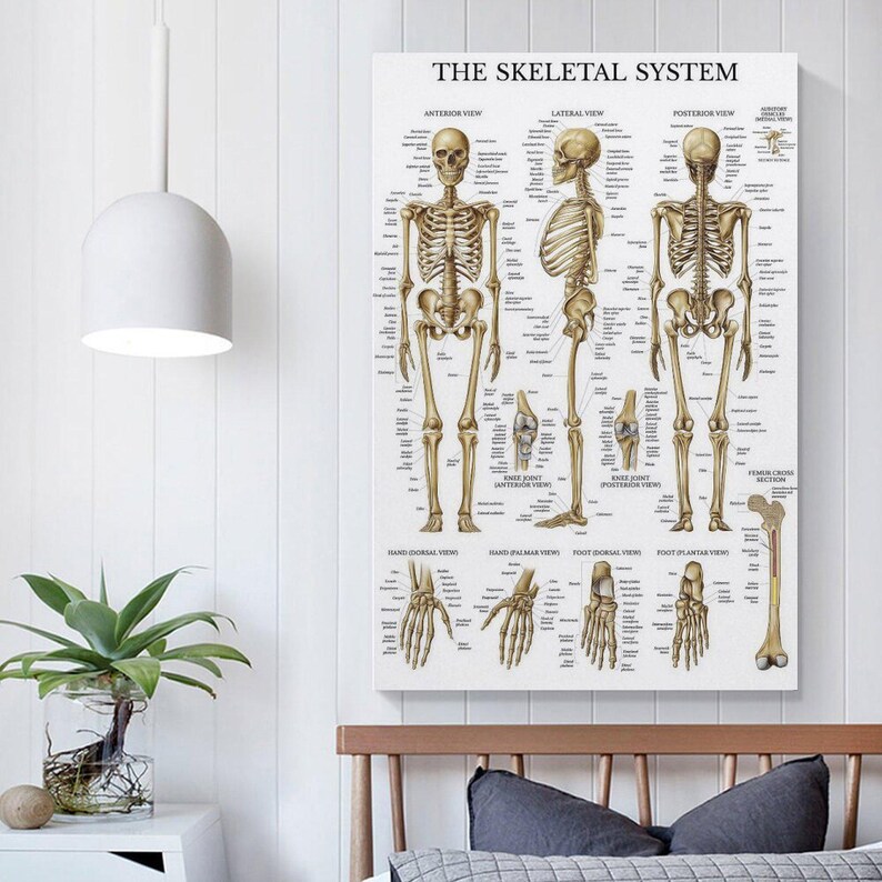 Skeletal System Analysis Diagram - Human Skeletal Analysis Wall Art ...