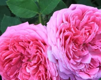 Heirloom Pink Damask Rose (Rosa damascena) – Fragrant Climbing Shrub Flower , 50 Seeds