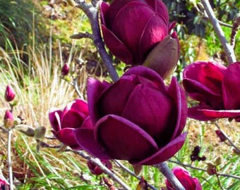 Dark Red Yulan Magnolia Tree (Magnolia ‘Genie’) | Ornamental – 10 Seeds