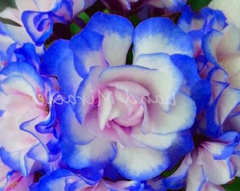 Geranio azul noche raro (Pelargonium flor de manzana y capullo de rosa) Flor perenne 10 semillas
