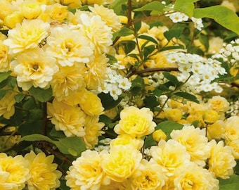Lady Banks Yellow Climbing Rose – Flower Seeds for Garden & Trellis Planting 50 Seeds