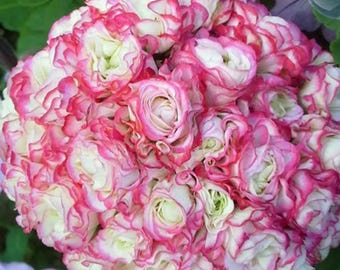 Geranium Appleblossom Rosebud Zonal – Rare Pink Pelargonium Flower Garden Plant 10 Seeds