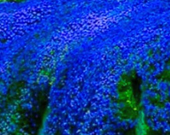 Schleichender Thymian oder Blue Rock Cress mehrjährige Bodendecker Blume Gartenpflanze 100 Samen