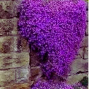 May include: A vibrant display of purple flowers cascading down a weathered stone wall. The dense, cascading blooms create a striking contrast against the rough texture of the stone, showcasing the beauty of nature's design.