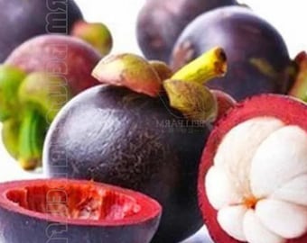 Mangosteen Seeds – Tropical Sweet Sour Fruit Tree for Garden & Bonsai Planting 50 Seeds