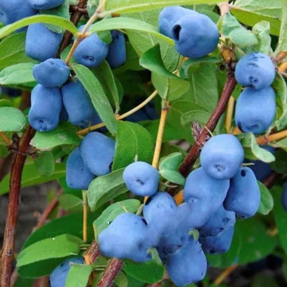 Haskap Berry – Cold Hardy Blue Honeysuckle Fruit Plant for Home Garden 50 Seeds