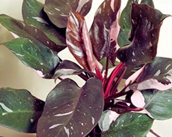 Philodendron Erubescens (Blushing Philodendron) Tropical Indoor Plant 100 Seeds