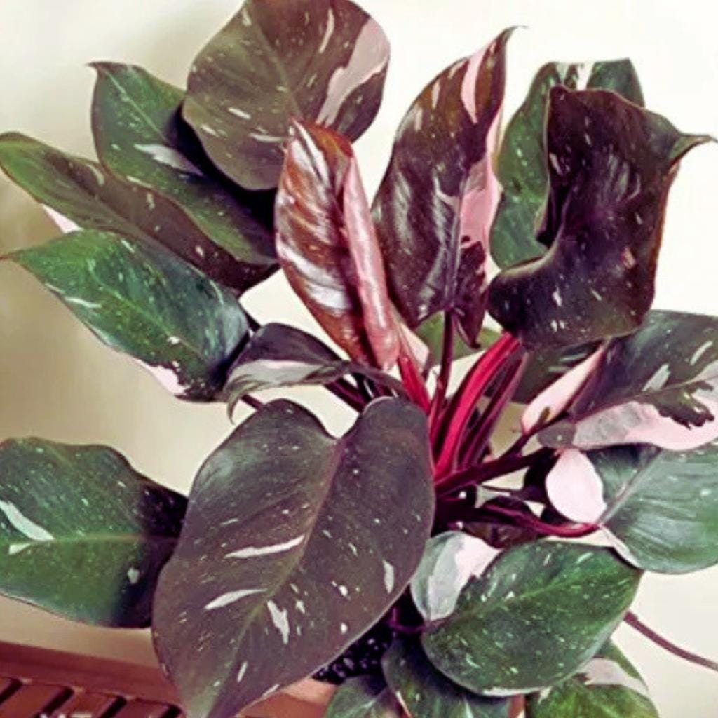 Philodendron erubescens - Etsy 日本