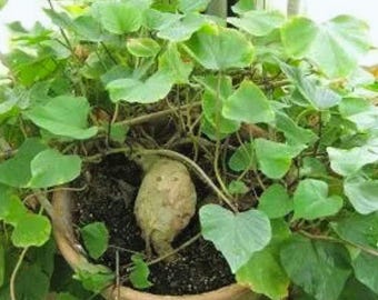Kudzu Seeds (Pueraria tuberosa) Tropical Perennial Vine Growing Ground Cover Plant 80+ Seeds
