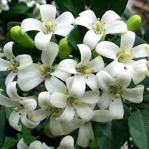 Puede incluir: Primer plano de flores de jazmín blancas con centros amarillos y hojas verdes. Las flores tienen múltiples pétalos y están en plena floración, con algunos capullos visibles. La imagen está bien iluminada, mostrando los detalles de las flores.