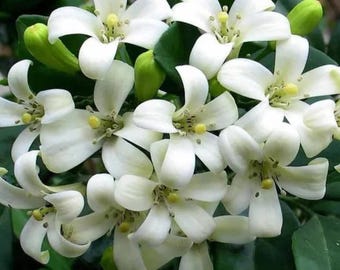 Heirloom Orange Jasmine Shrub (Murraya paniculata) – Fragrant White Flowering Ornamental Plant, 20 Seeds