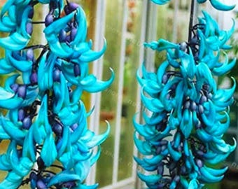 Rare Jade Vine (Strongylodon macrobotrys) Blue Flowering Tropical Vine Bonsai 10 Seeds