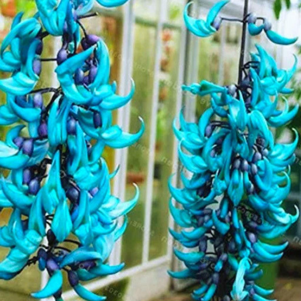 Jade vine plant - Etsy 日本